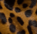 Miu Miu Contenitori Vit.Cavallino S.Leopardo
